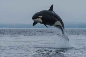 British Columbia: Whale Watching Eco-Adventure Tour