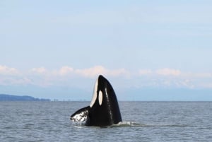 British Columbia: Whale Watching Eco-Adventure Tour