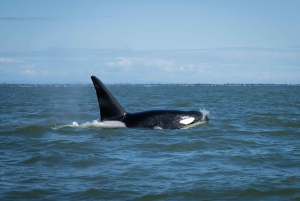 British Columbia: Whale Watching Eco-Adventure Tour