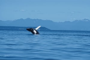 British Columbia: Whale Watching Eco-Adventure Tour