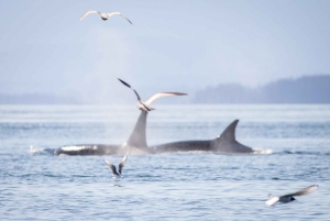 British Columbia: Whale Watching Eco-Adventure Tour