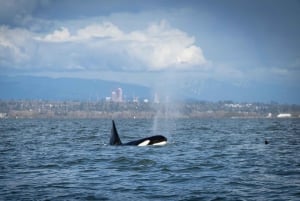 British Columbia: Whale Watching Eco-Adventure Tour