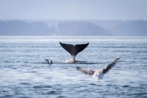 British Columbia: Whale Watching Eco-Adventure Tour
