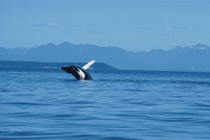 British Columbia: Økoeventyr med hvalsafari