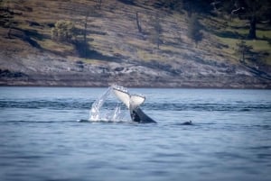 British Columbia: Økoeventyr med hvalsafari