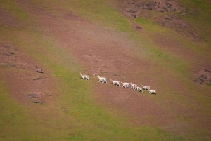 British Columbia: Økoeventyr med hvalsafari