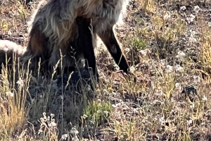 Recorrido de 7 días en camping por los parques nacionales de Canadá desde Seattle