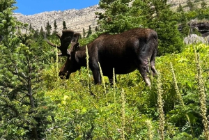 Recorrido de 7 días en camping por los parques nacionales de Canadá desde Seattle