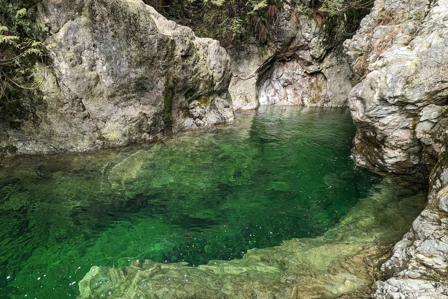 Excursão Capilano Br + Granville Isl + Capilano Hatchery + Lynn Canyon