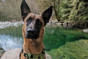 Excursão Capilano Br + Granville Isl + Capilano Hatchery + Lynn Canyon