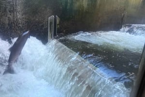 Capilano Br+Grouse Mtn+Dam+Lake&Hatcher/5in1/Kleine Gruppe/Auto