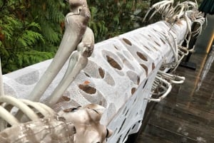 Capilano Br+Grouse Mtn+Dam+Lake&Hatcher/5in1/Kleine Gruppe/Auto