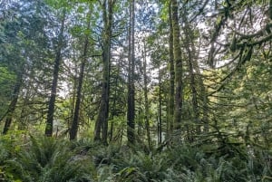 Pont suspendu de Capilano, Canyon Lights et 4 temps forts