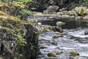 Pont suspendu de Capilano, Canyon Lights et 4 temps forts