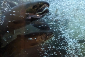 Pont suspendu de Capilano, Canyon Lights et 4 temps forts