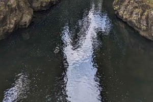 Pont suspendu de Capilano, Canyon Lights et 4 temps forts