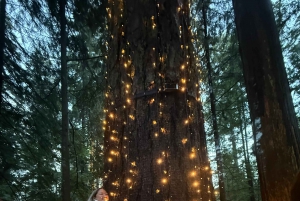 Capilano Suspension Bridge/Charisma's Canyon Light/LUX CAR