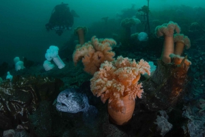 Vancouver: Discovery of the Best Diving Spots