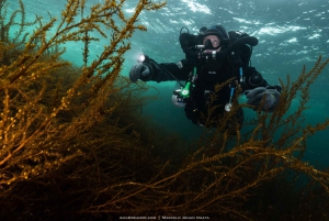 Vancouver: Discovery of the Best Diving Spots