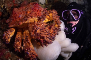 Vancouver: Discovery of the Best Diving Spots