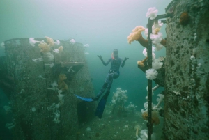 Vancouver: Discovery of the Best Diving Spots