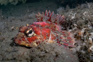 Vancouver: Discovery of the Best Diving Spots