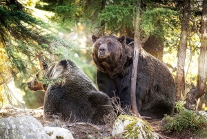 From Vancouver: Capilano Suspension Bridge & Grouse Mountain