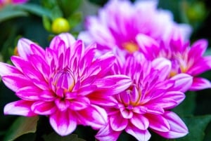 Vancouverista: Victoria & Butchart Gardens -kiertoajelu