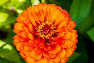 Vancouverista: Victoria & Butchart Gardens -kiertoajelu