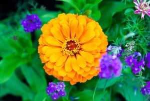 Vancouverista: Victoria & Butchart Gardens -kiertoajelu