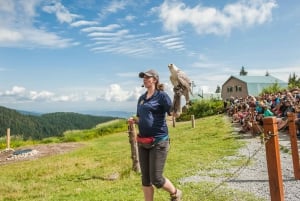 Grouse Mountain, Capilano Bridge og Fish Hatchery-tur