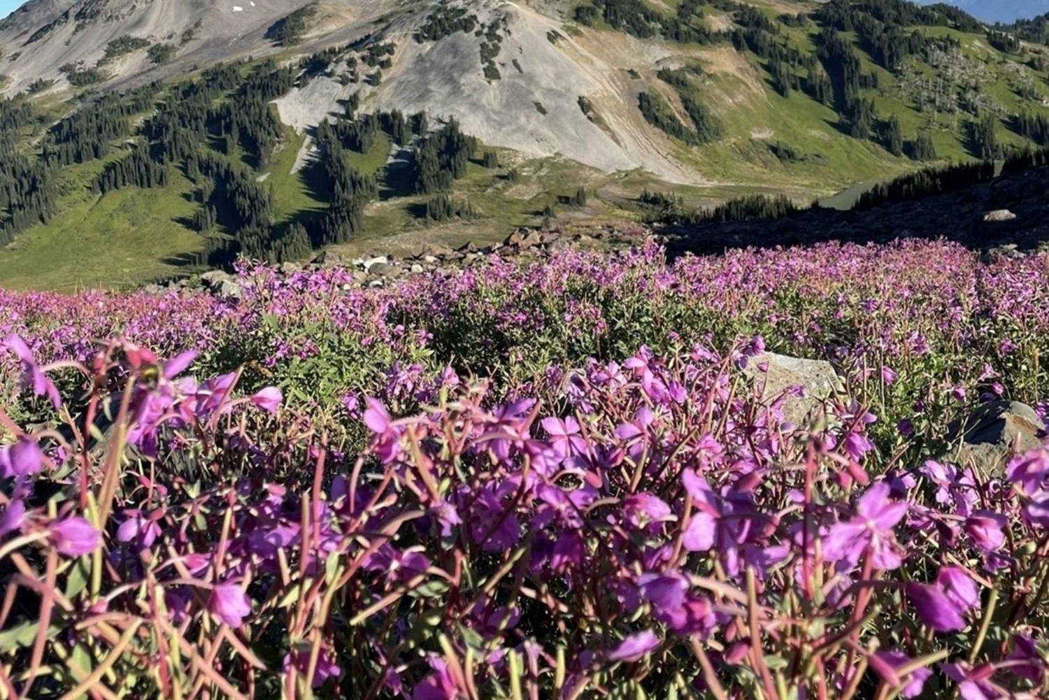 Parc Garibaldi/ Panorama Ridge/ Excursion d'une journée de randonnée