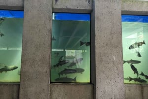 Grouse Mnt+StanleyPark+Hatchery+Cleveland Dam+LynnCanyonTOUR