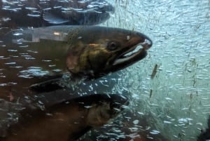 Grouse Mnt+StanleyPark+Hatchery+Cleveland Dam+LynnCanyonTOUR