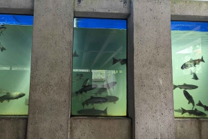 Grouse Mnt+StanleyPark+Hatchery+Cleveland Dam+LynnCanyonTOUR