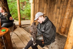 Grouse Mountain, Capilano Bridge og Fish Hatchery-tur