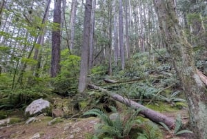 Visite d'Halloween : Pont de la Peur de Capilano, Écloserie de Saumons, et 4 Visites