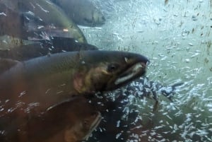 Visite d'Halloween : Pont de la Peur de Capilano, Écloserie de Saumons, et 4 Visites