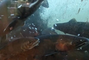 Visite d'Halloween : Pont de la Peur de Capilano, Écloserie de Saumons, et 4 Visites