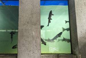 Visite d'Halloween : Pont de la Peur de Capilano, Écloserie de Saumons, et 4 Visites