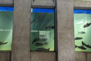 Visite d'Halloween : Pont de la Peur de Capilano, Écloserie de Saumons, et 4 Visites