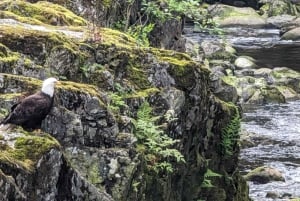 Visite d'Halloween : Pont de la Peur de Capilano, Écloserie de Saumons, et 4 Visites