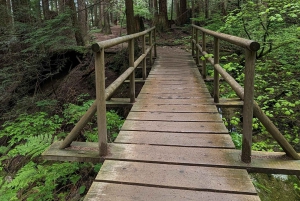 Lynn Canyon, Suspension Bridge & Grouse Mount Private Tour