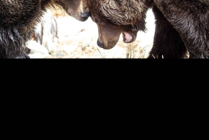 Private Tour of Capilano Suspension Bridge & Grouse Mountain