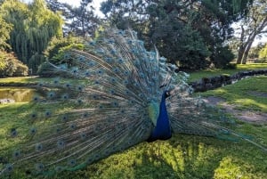 Visite d'Halloween : Pont de la Peur de Capilano, Écloserie de Saumons, et 4 Visites