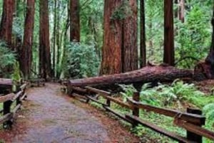 San Francisco: Muir Woods, Sausalito och Battery Spencer – en rundtur