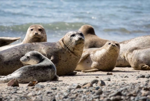 Snorkeling Seals Paddling Wildlife Boat Tour in Vancouver