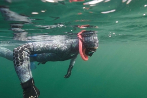 Snorkeling Seals Paddling Wildlife Boat Tour in Vancouver