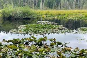 Stanley Park Highlights 2.5 Hour Walking Tour