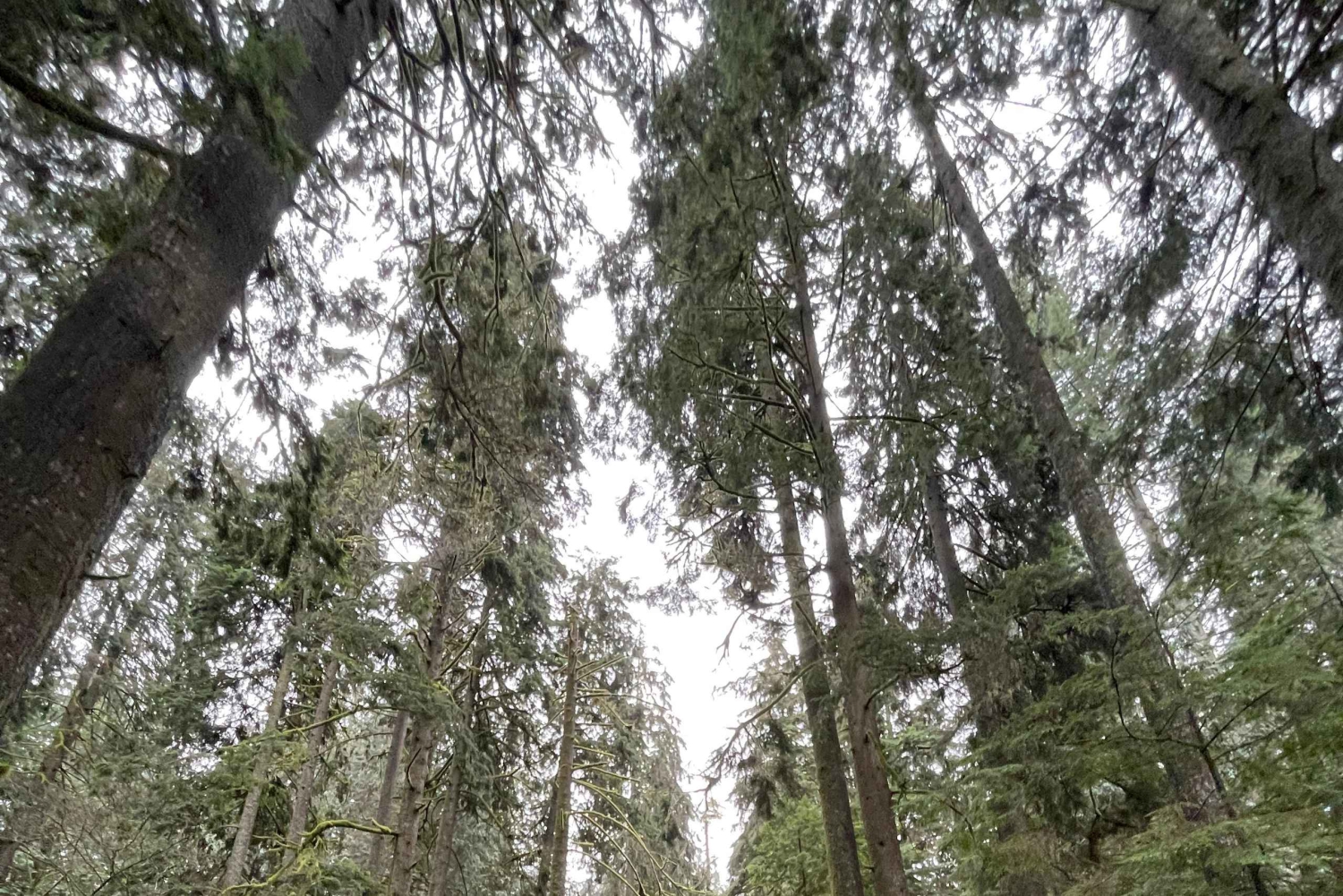 Vancouver Summit Walk